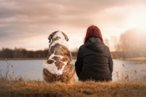 Viajar com Pets: Dicas e Destinos Pet-Friendly