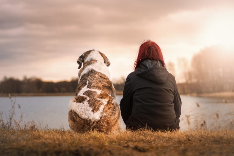 Viajar com Pets: Dicas e Destinos Pet-Friendly